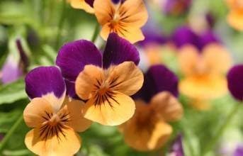 Purple Orange Pansy Flower seeds for Planting - Colorful Display, Heirloom & GMO Free Seeds for Home Garden
