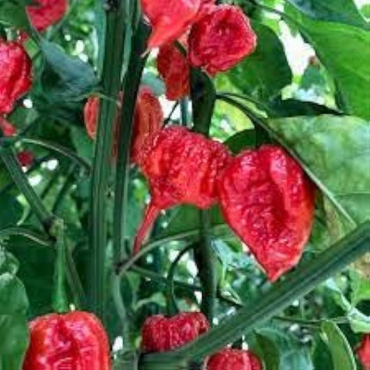 Carolina Reaper Pepper – Extra Hot Vegetable Seeds
