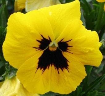 Tricolor Pansy Flower seeds for Planting - Cut Flower Favorite, Heirloom & GMO Free Seeds for Home Garden