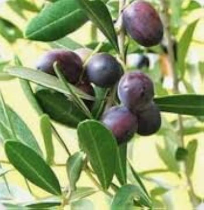Manzanillo Olive Olea Europaea – Fruit Tree Seeds