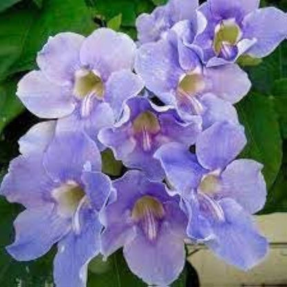 Thunbergia Grandiflora ‘Blue Sky Vine’ Seeds – Heirloom, Non-GMO, Fast-Growing Climbing Vine