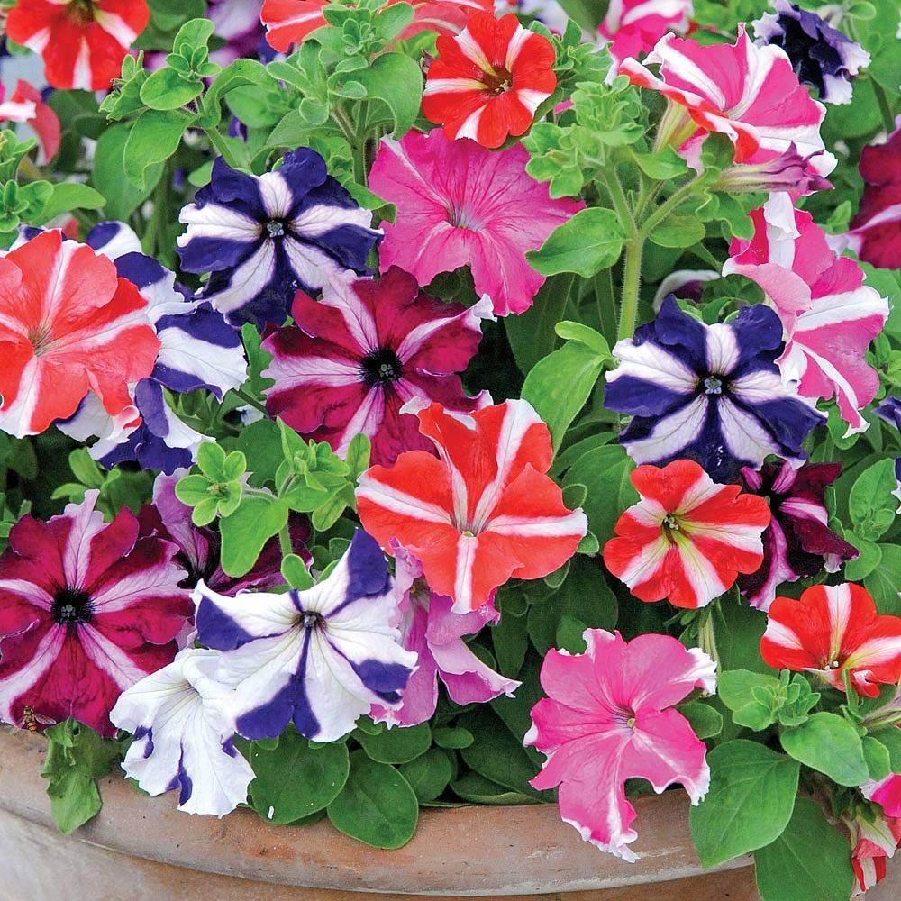 Petunia Star Mixed, Annual Flower Seeds