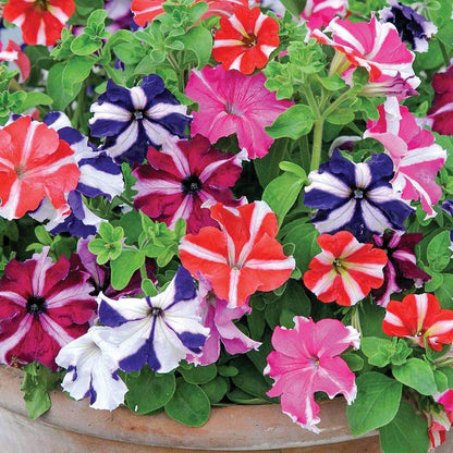 Petunia Star Mixed, Annual Flower Seeds