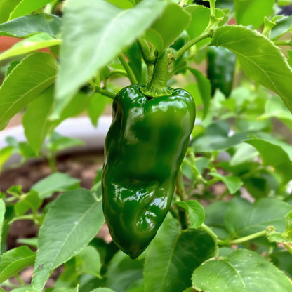 Manzano Pepper Seeds – Garden Vegetable Seeds