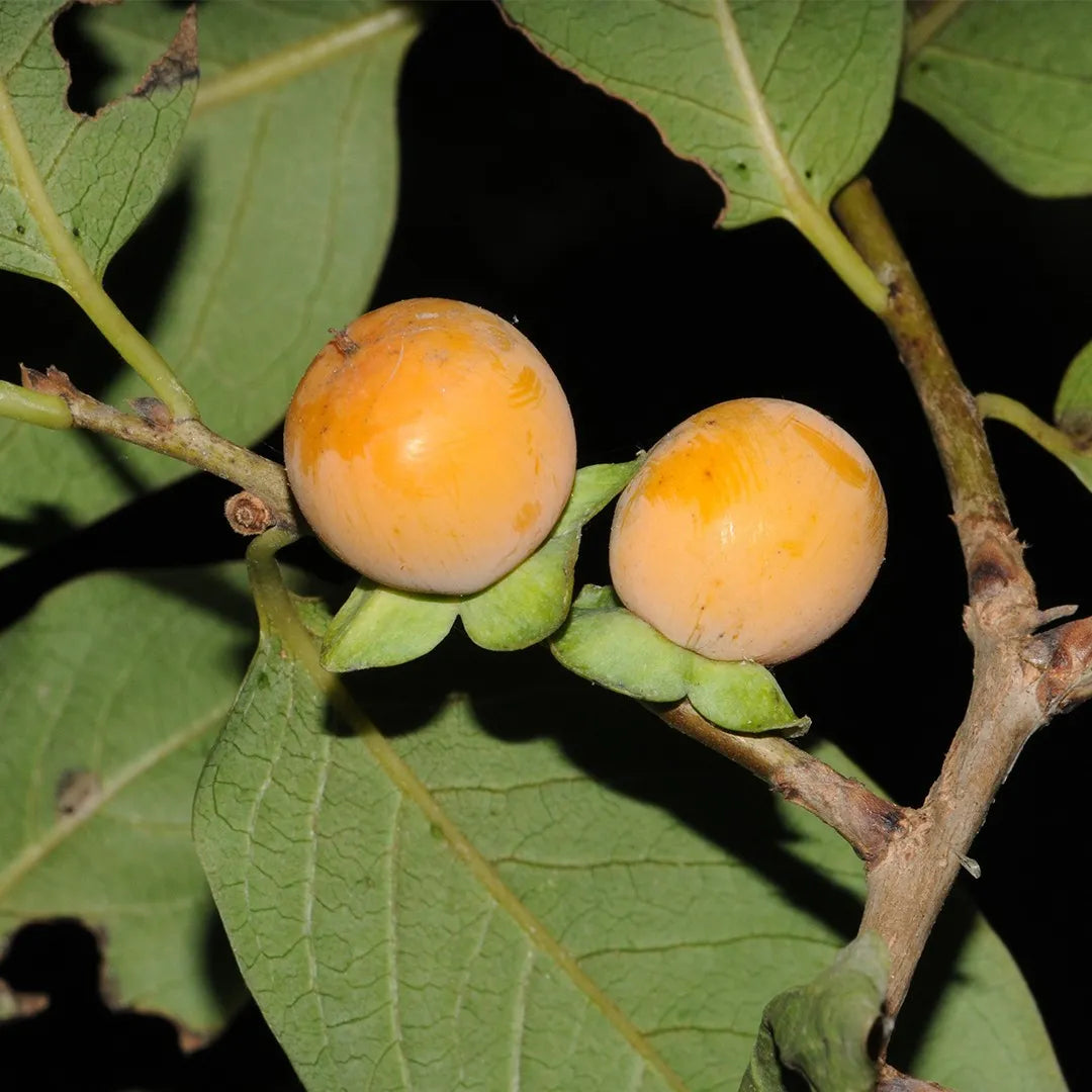 Date Plum Persimmon Diospyros Lotus Healthy Edible Fruit Tree – Fruit