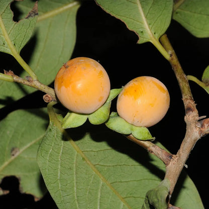 Date Plum Persimmon Seeds Diospyros Lotus Healthy Fruit Tree – Hardy Fruit Tree Seeds