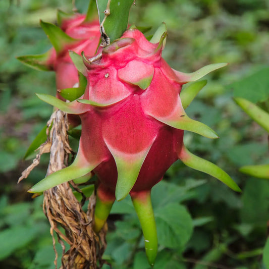 Dragon Fruit Pitaya – Fruit Garden Seeds with Spectacular Flowers