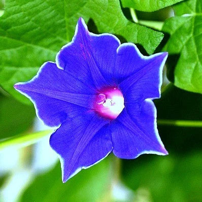 Europa Japanese Morning – Garden Flower Seeds