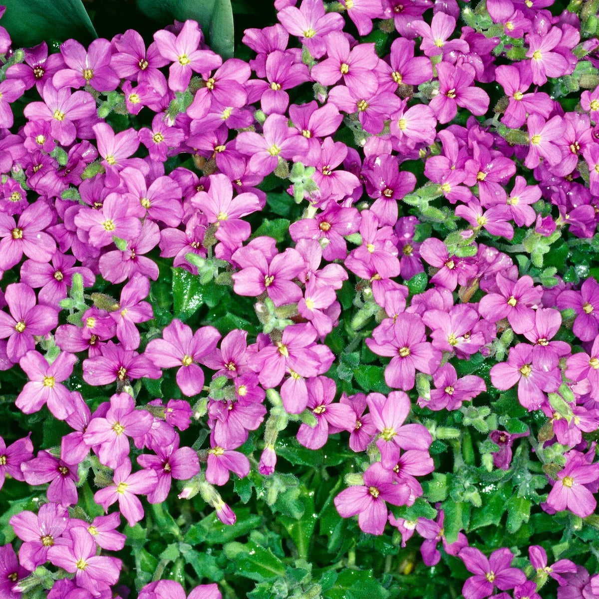 Arabis Arabis Alpina Caucasica Rosea – Wall Rock Cress Pink Flower Seeds