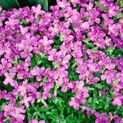 Arabis Arabis Alpina Caucasica Rosea – Wall Rock Cress Pink Flower Seeds