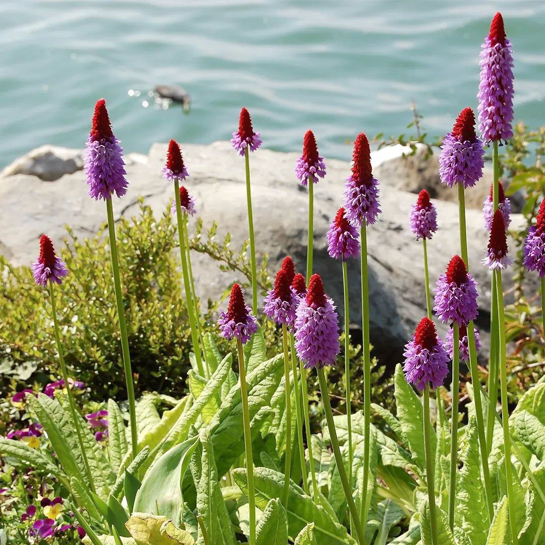 Primula Vialii Orchid – Perennial Flower Seeds