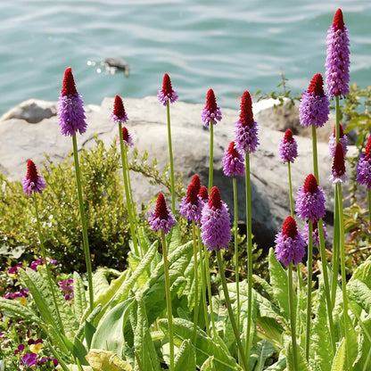 Primula Vialii Orchid – Perennial Flower Seeds