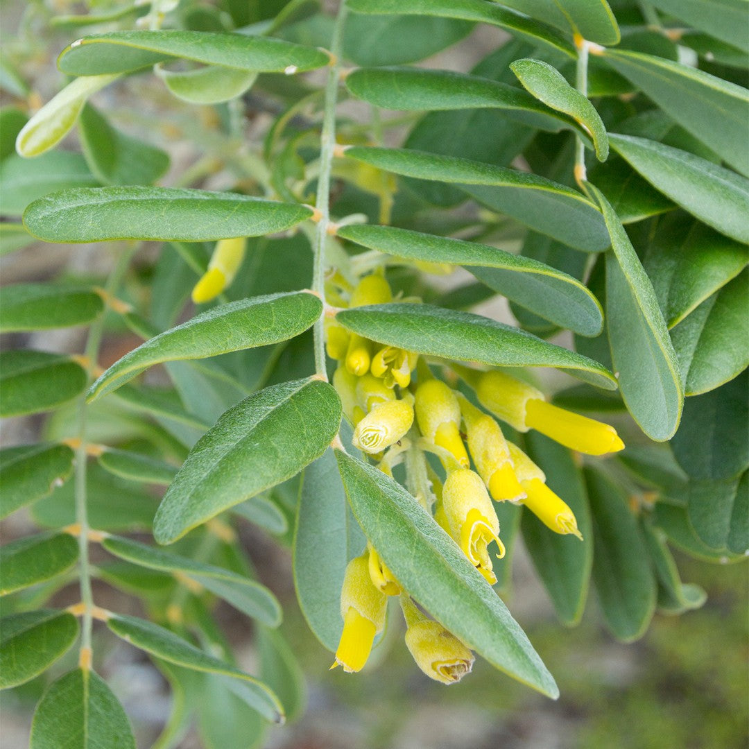 Silver Necklace Bush Seeds for Planting ( Seeds) Sophora tomentosa
