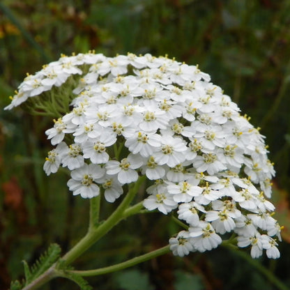 Western Yarrow – Hardy Wildflower Garden Seeds