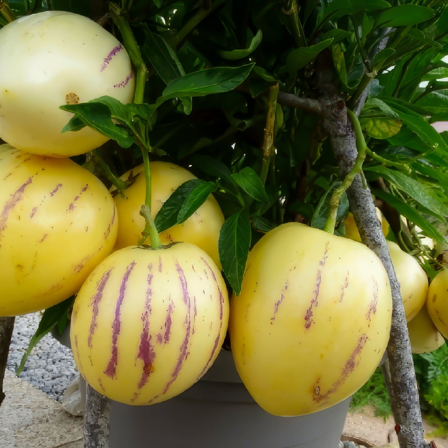 Pepino ‘Golden Sweet’ Seeds – Non-GMO, Heirloom, Easy-to-Grow Melon-Pear Variety