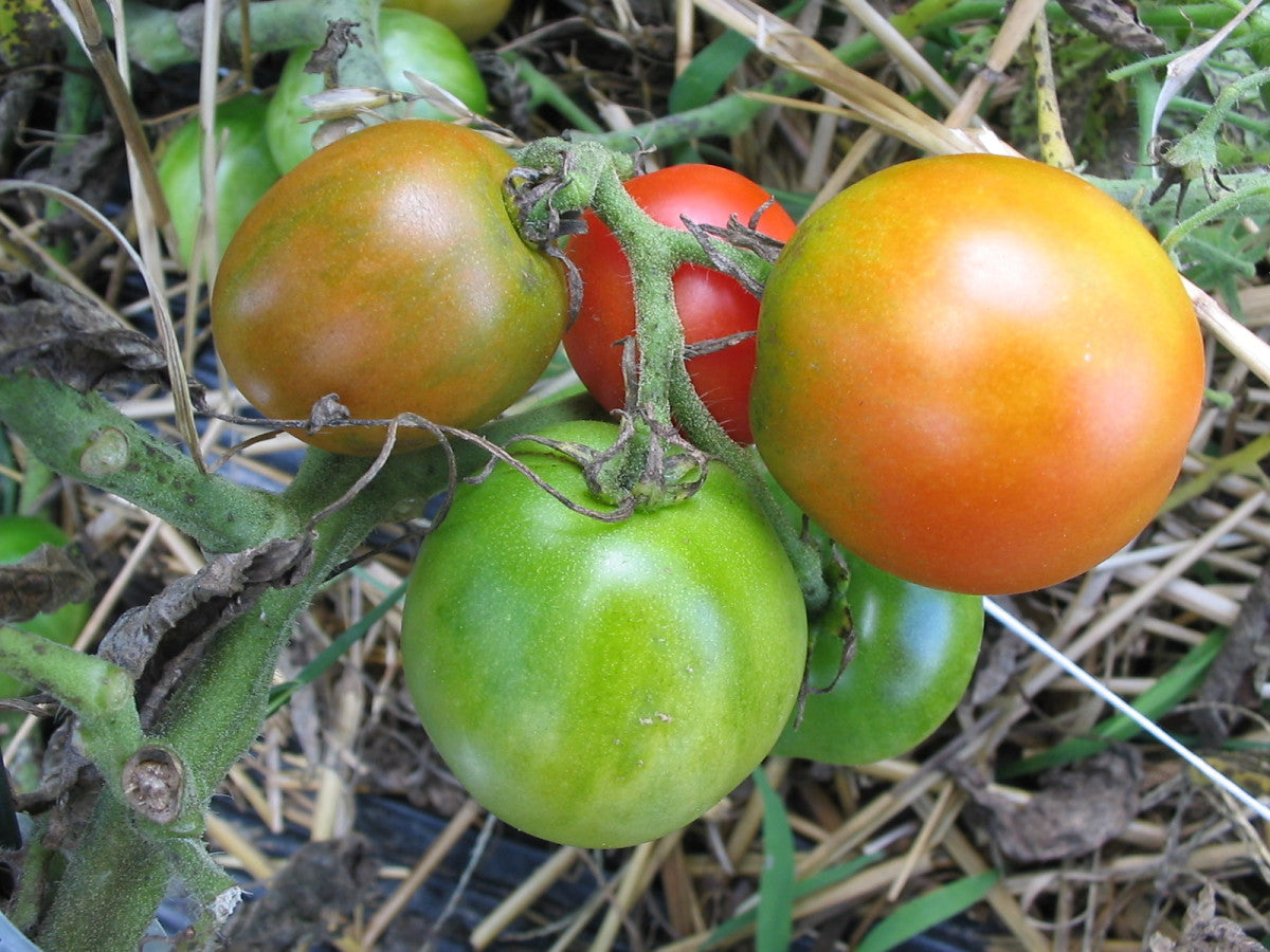 Blue Keyes Tomato Solanum Lycopersicum – Hardy Vegetable Garden Seeds