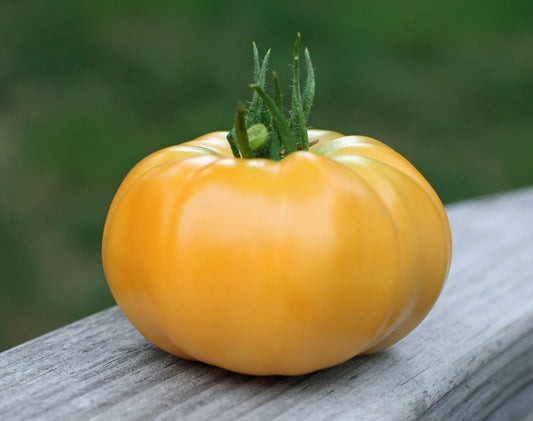 Dr. Wyche’s Yellow Tomato – Heirloom Vegetable Seeds