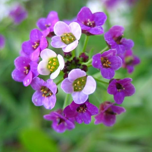 Maroon Alyssum Perennial – Perennial Flower Seeds