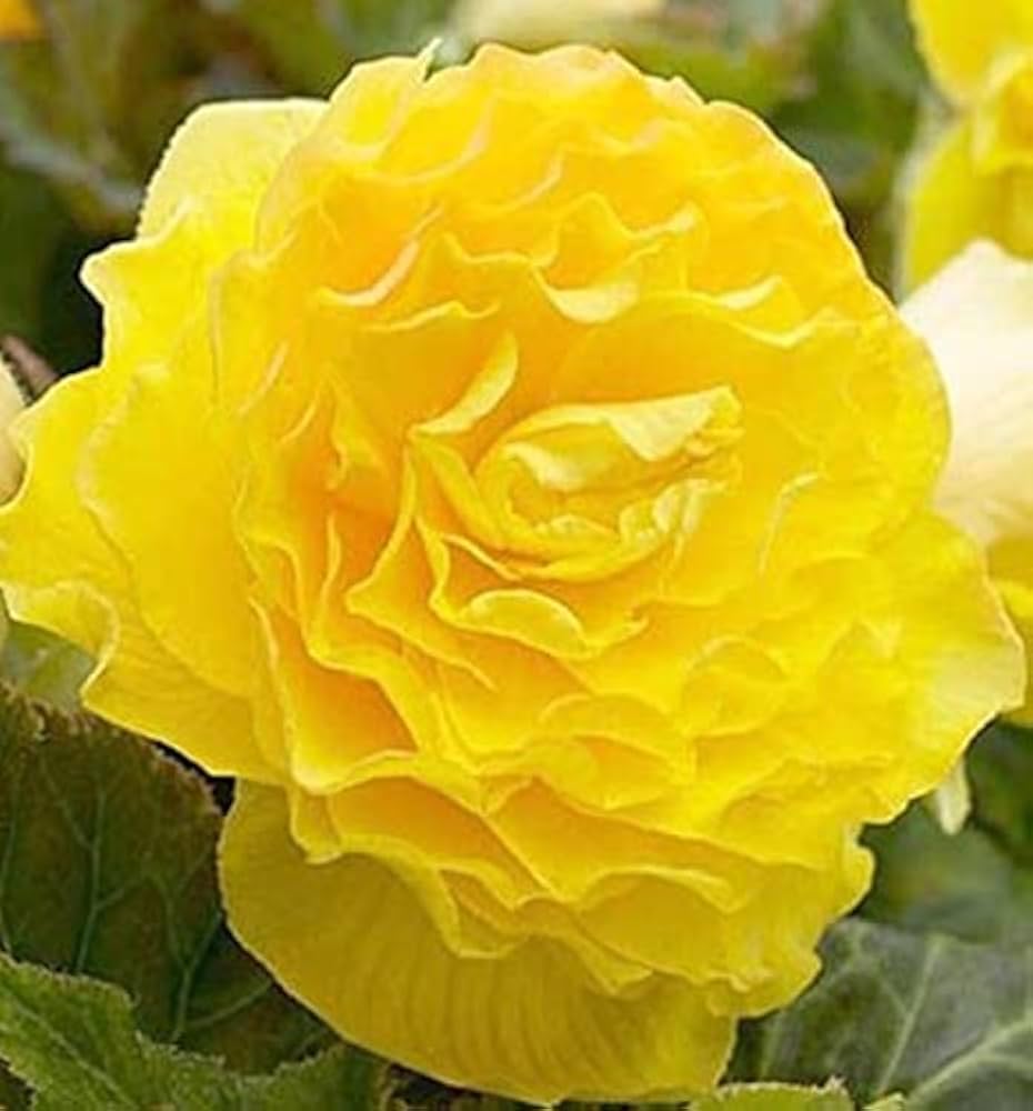 Begonia Begonia Tuberosa – Tuberous Double Yellow Flower Seeds