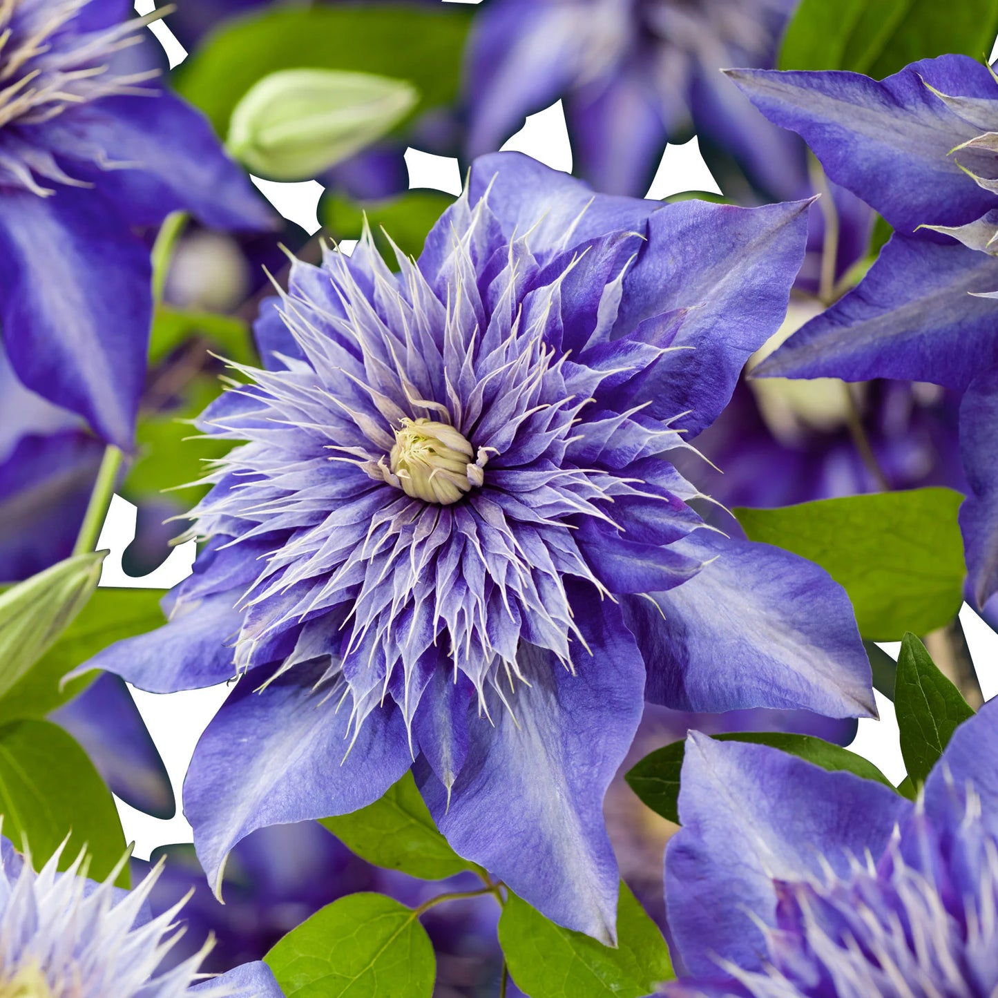 Clematis ‘Multi Blue’ Flower Seeds – Heirloom, Non-GMO, Perennial Climbing Variety