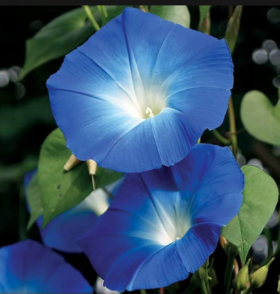 Violet Hige Ipomoea – Garden Flower Seeds