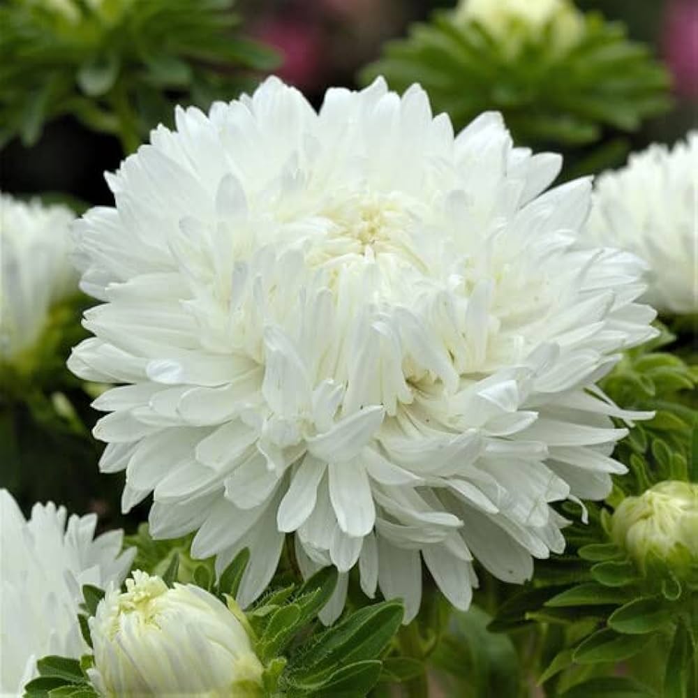 Aster Needle Unicum White Callistephus Chinensis – Dwarf Garden Flower Seeds