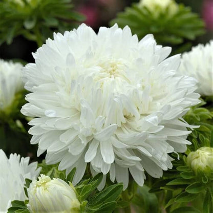 Aster Needle Unicum White Callistephus Chinensis – Dwarf Garden Flower Seeds