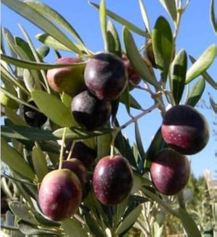 Manzanillo Olive Olea Europaea – Fruit Tree Seeds