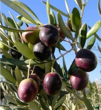 Manzanillo Olive Olea Europaea – Fruit Tree Seeds