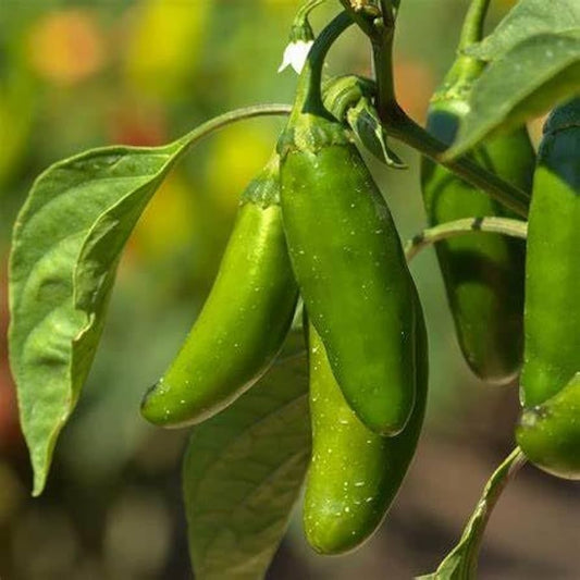Jalapeno Pepper Bulk – Garden Vegetable Seeds