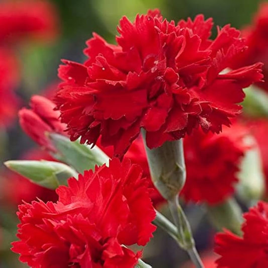 Carnation Grenadin Scarlet Dianthus Caryophyllus – Compact Garden Flower Seeds