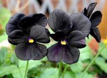 Black Pansy Flower seeds for Planting - Cut Flower Favorite, Heirloom & GMO Free Seeds for Home Garden