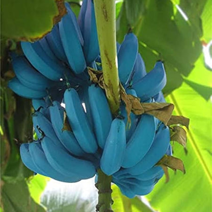 Blue Banana Seeds for Planting – Heirloom, Non-GMO, Musa Blue Java Type, Easy to Grow