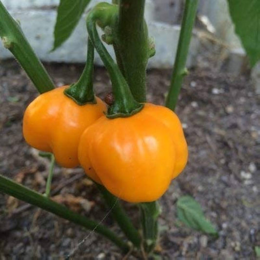 Habanero de Arbol – Spicy Vegetable Garden Seeds