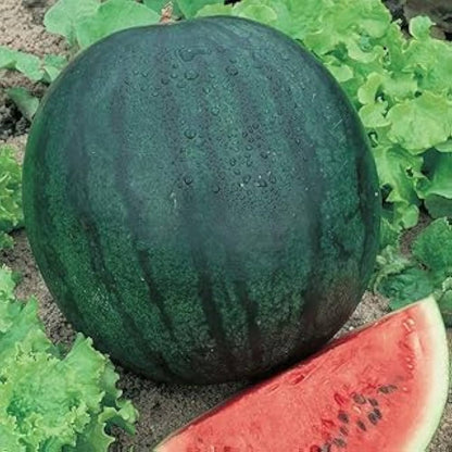 Sugar Baby Watermelon Seeds – Heirloom, Non-GMO, Compact Early Variety