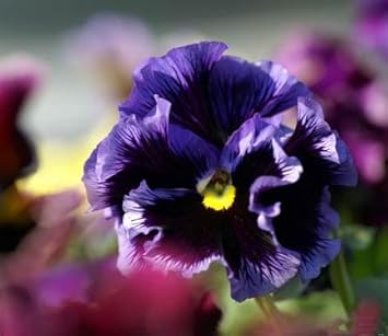 Violet Pansy Flower seeds for Planting - Easy to Grow, Heirloom & GMO Free Seeds for Home Garden