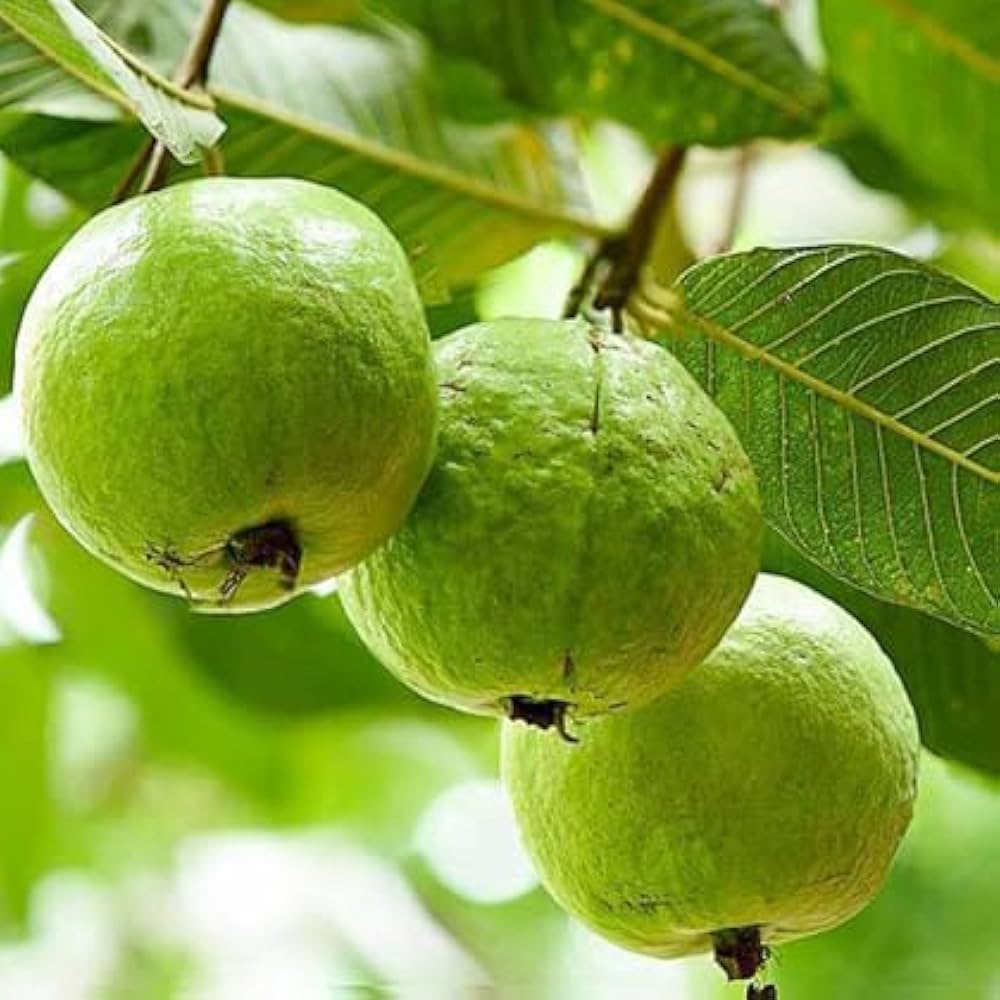 Psidium Guajava – Fragrant Apple Guava Fruit Tree Seeds