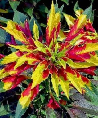 Amaranthus Amaranthus Tricolor – Perfecta Garden Flower Seeds
