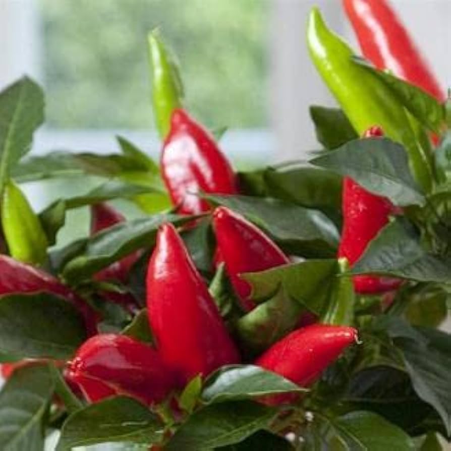 Joe’s Hottest Pepper – Spicy Vegetable Garden Seeds