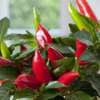 Joe’s Hottest Pepper – Spicy Vegetable Garden Seeds