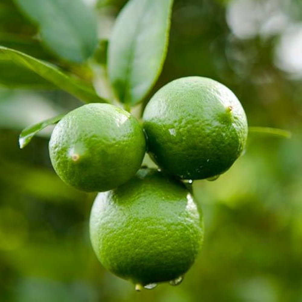 Lime (Citrus aurantiifolia) Seeds for Planting – Heirloom, Non-GMO, Easy to Grow, Citrus Variety