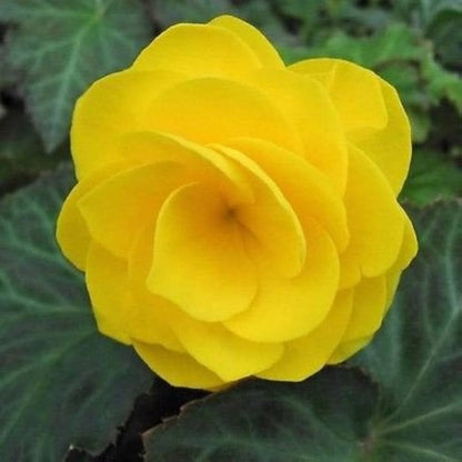Begonia Begonia Tuberosa – Tuberous Double Yellow Flower Seeds