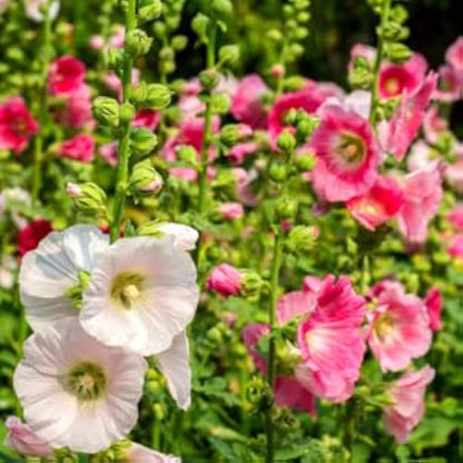 Danish Hollyhock (Alcea rosea) Seeds for Planting – Heirloom, Non-GMO, Upright Stems, Easy to Grow, Annual/Perennial