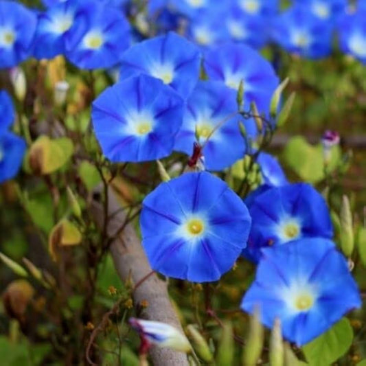 Morning Glory Ipomoea Tricolor – Heavenly Blue Flower Seeds