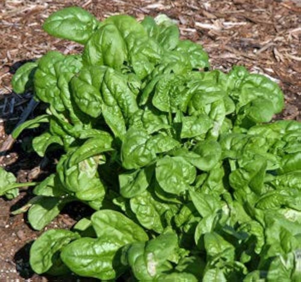 Spinach Hybrid Spinacia Oleracea – Vegetable Garden Seeds