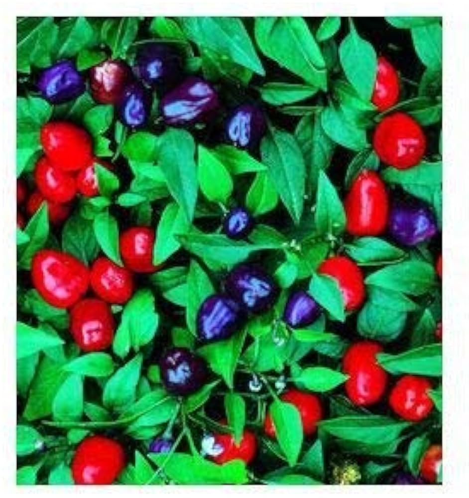Filius Blue Pepper – Ornamental Garden Flowering Seeds