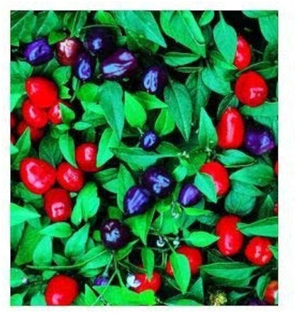 Filius Blue Pepper – Ornamental Garden Flowering Seeds