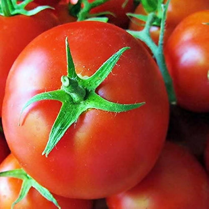Conqueror of Hearts Tomato – Heirloom Vegetable Garden Seeds