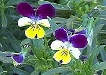 Mixed Pansy Perennial Flower seeds for Planting - Wildflower Mix, Heirloom & GMO Free Seeds for Home Garden