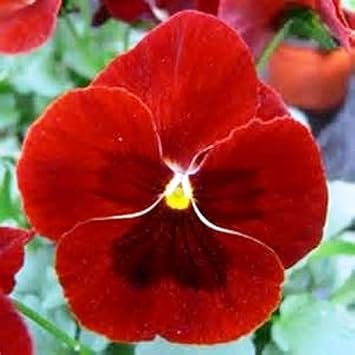 Pansy Flower seeds for Planting - Cottage Garden Essential, Heirloom & GMO Free Seeds for Home Garden